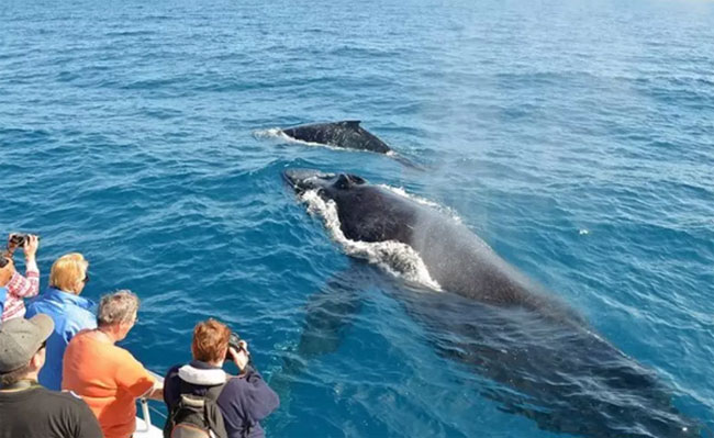 Humpback Whale (Megaptera novaeangliae)-Whale Watching in Sri Lanka